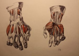 Hands. Anatomy class study