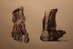 Feet. Anatomy class study